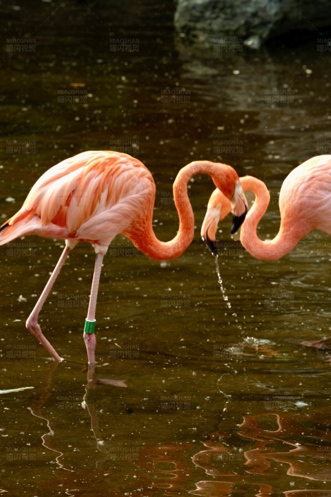 火烈鸟的优雅互动图片