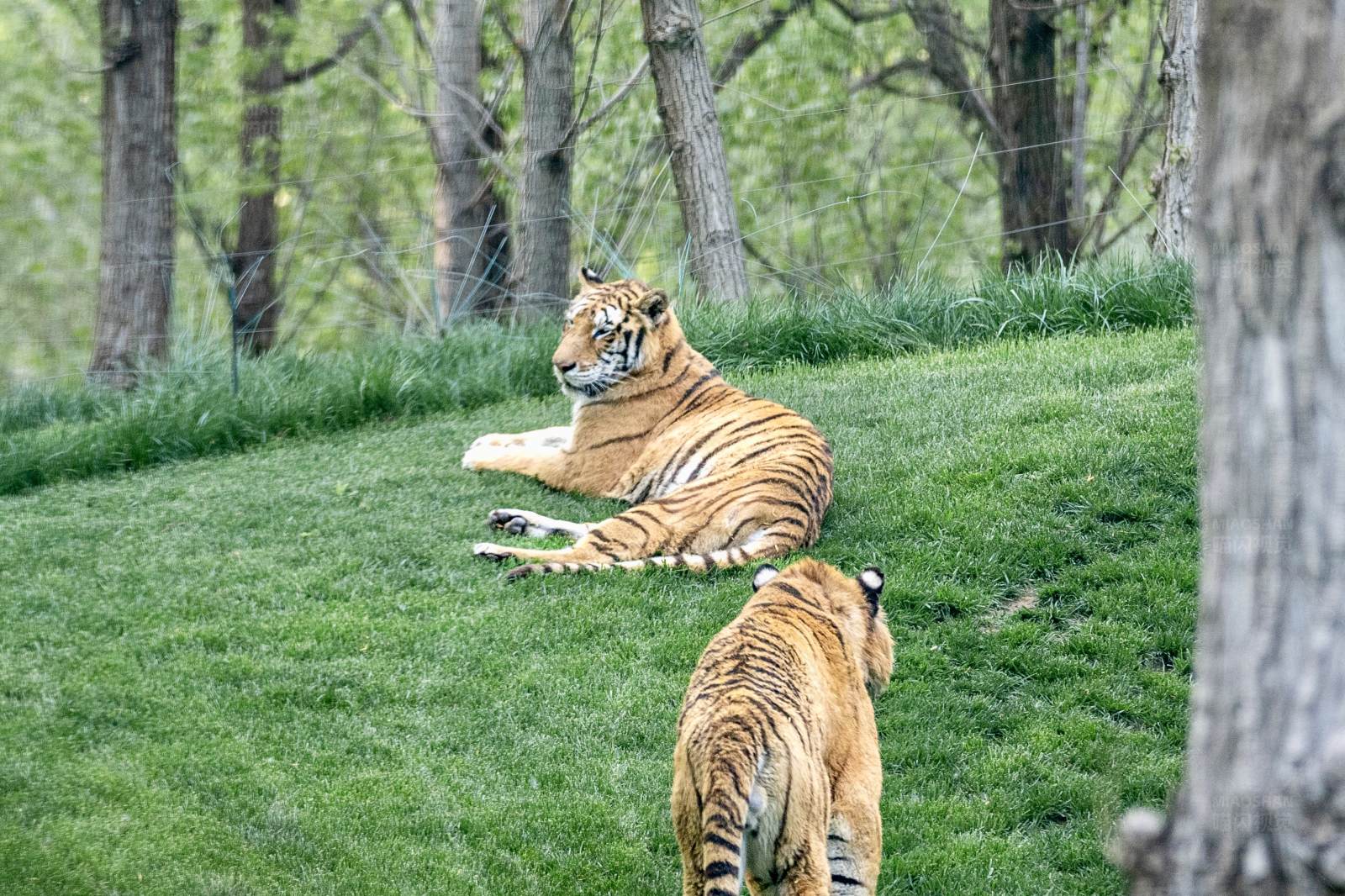 老虎悠闲草地上图片
