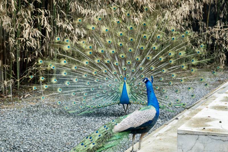 开屏的孔雀图片