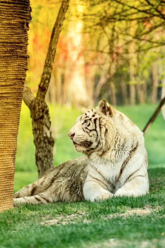 白虎静谧林间图片