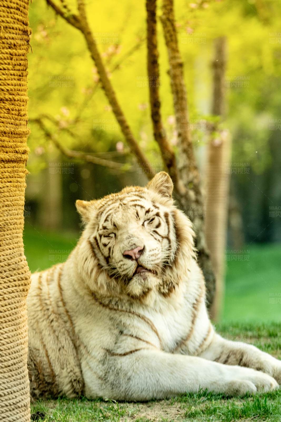 白虎悠闲林间图片