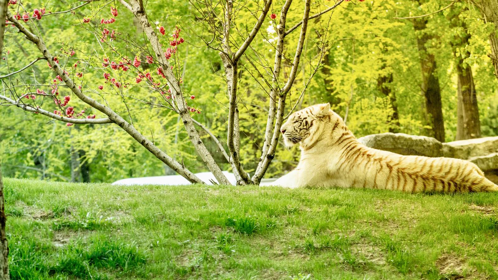 白虎悠闲卧草地图片