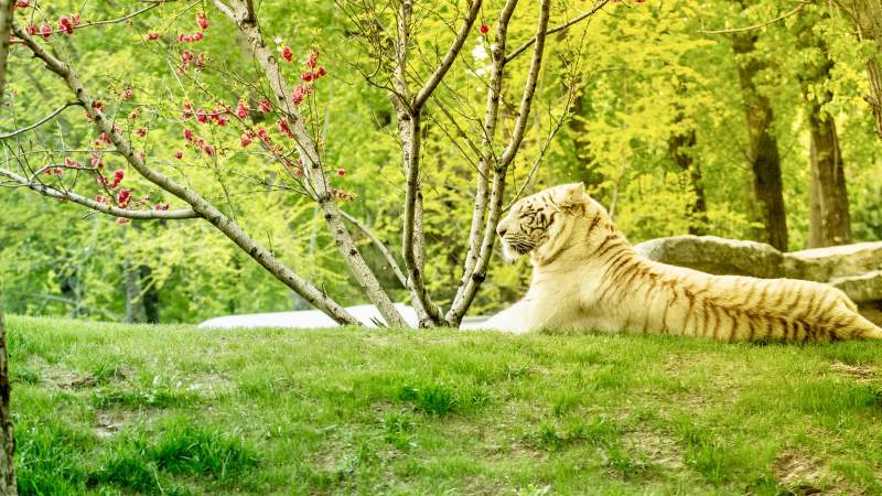 白虎悠闲卧草地图片