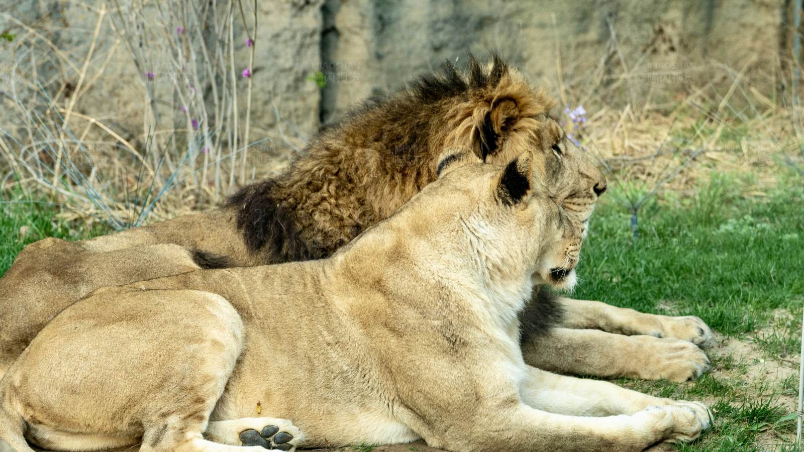 狮子休息图片