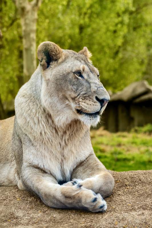 狮子休息图片