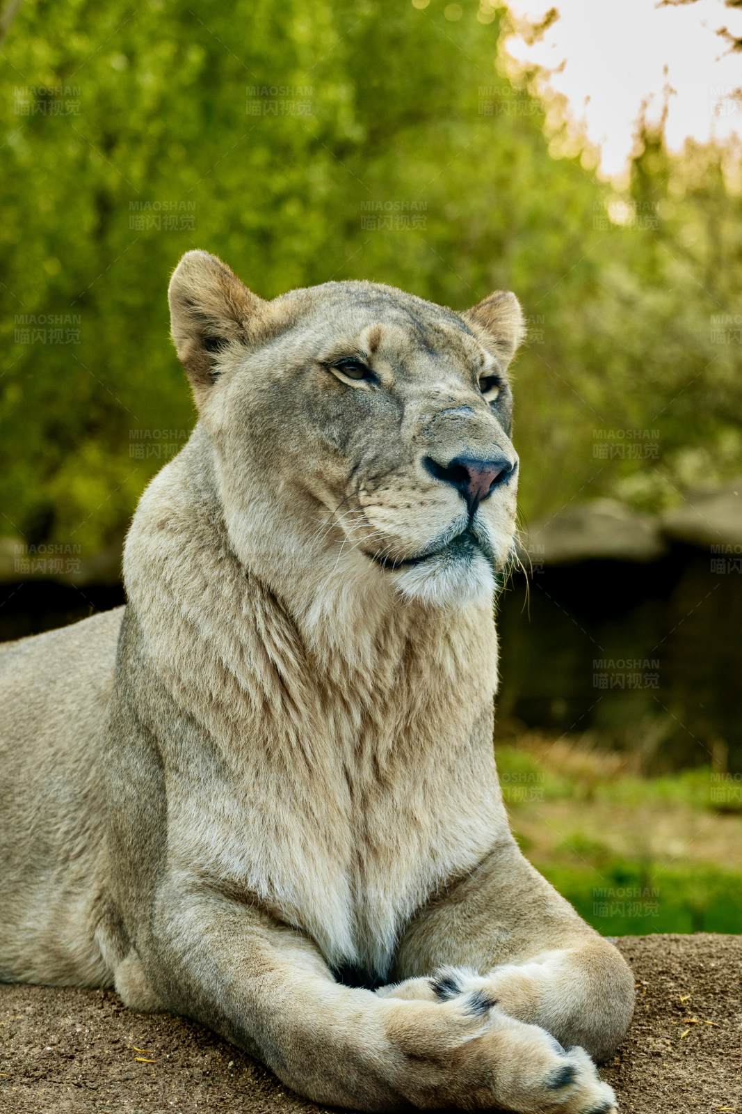 狮子休息图片