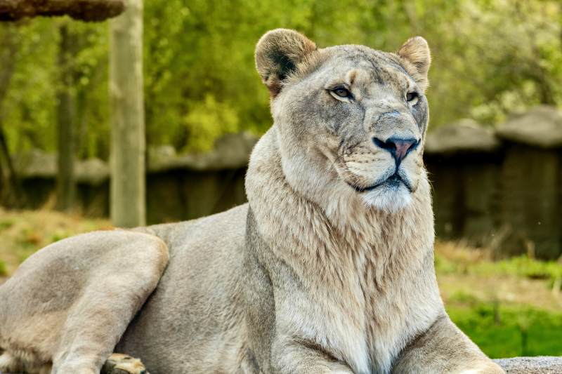 休息中的母狮子图片