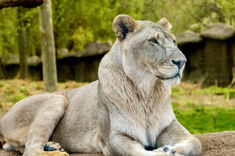 休息中的母狮子图片
