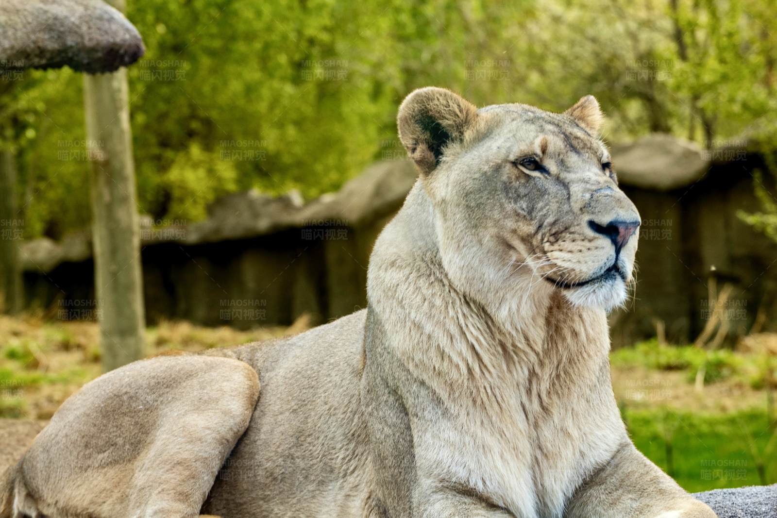 狮子休息图片