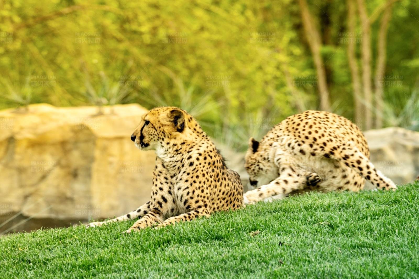 草原上的两只猎豹图片