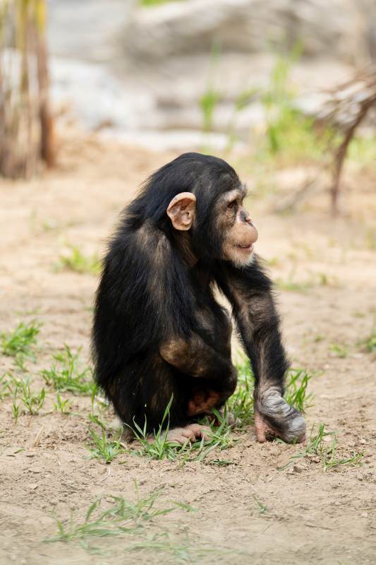 黑猩猩的沉思图片