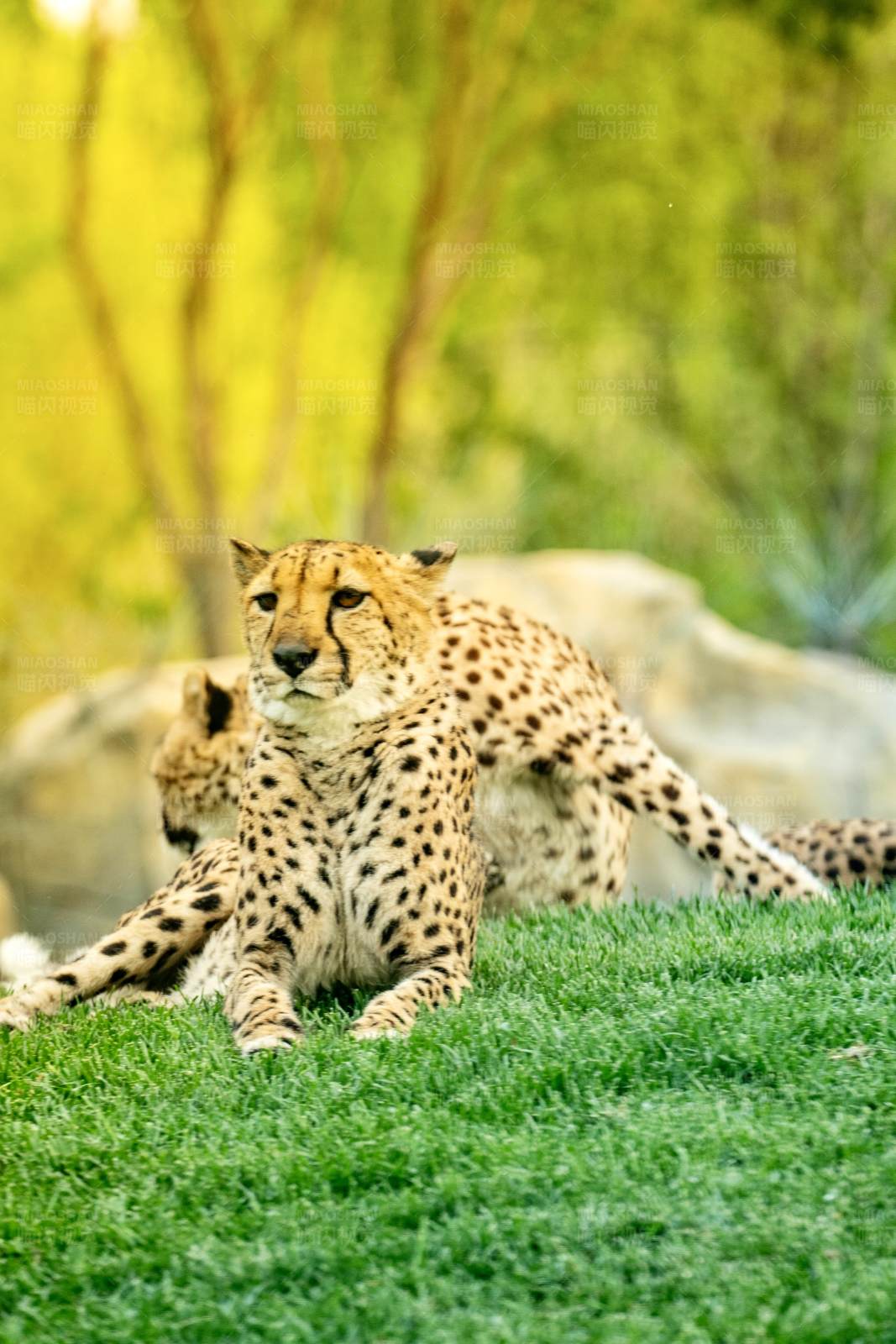 草原上的猎豹图片