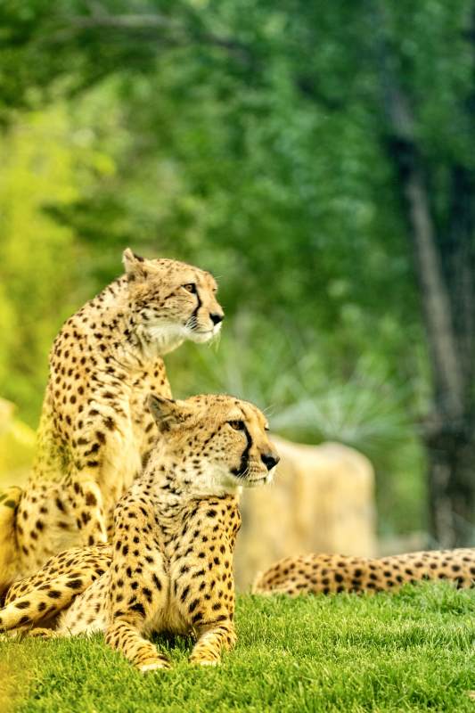 草原上的猎豹兄弟图片