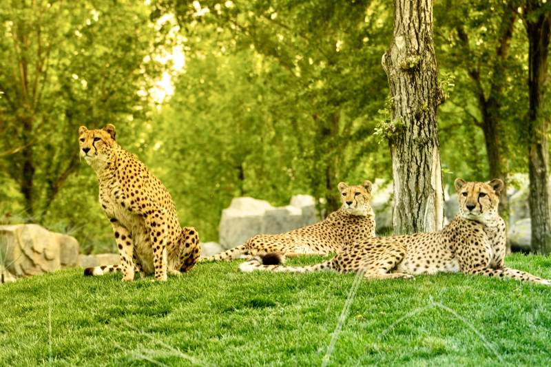 猎豹家族的悠闲时光图片