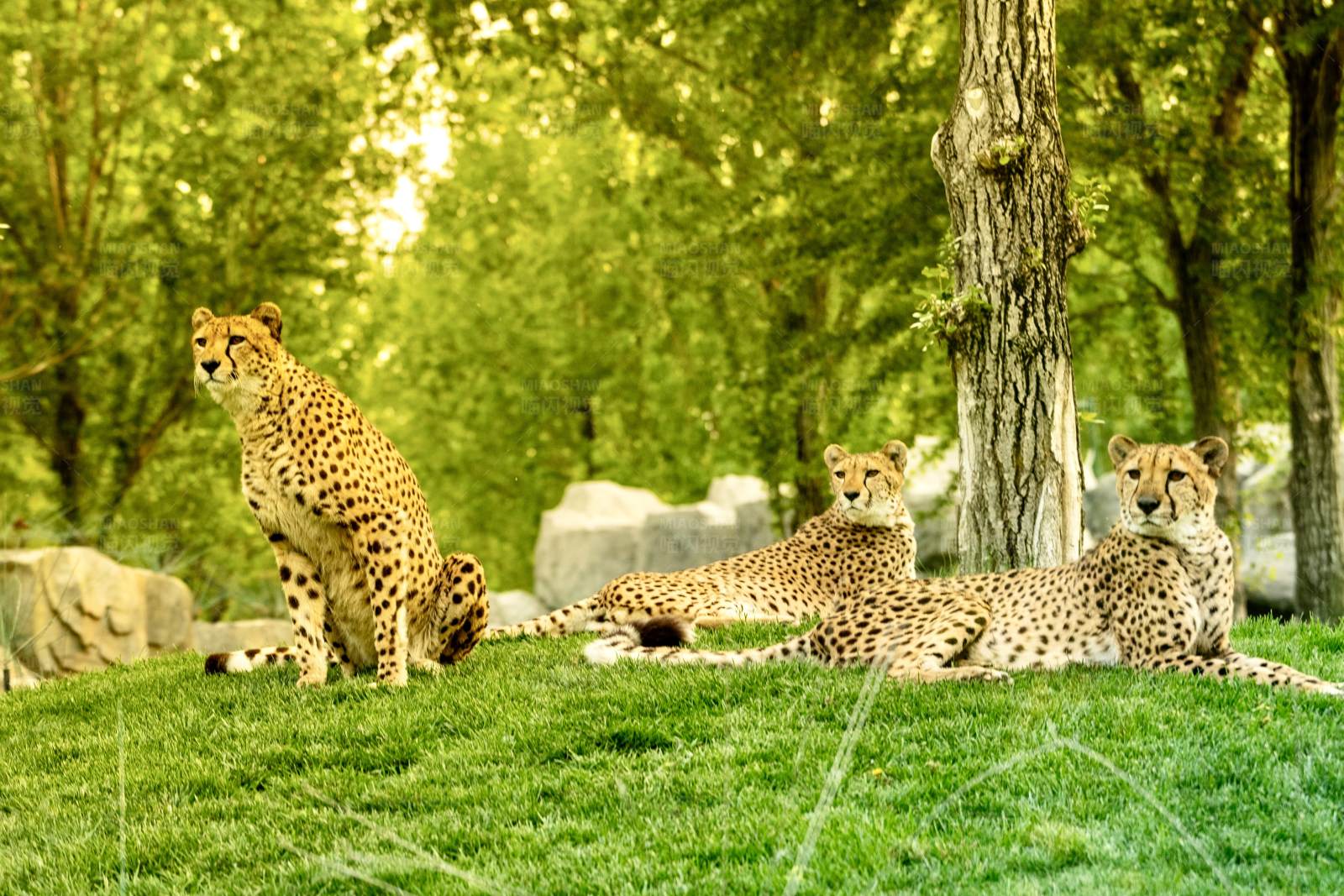 猎豹家族的悠闲时光图片