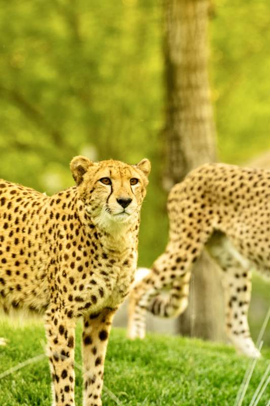 草原上的猎豹图片