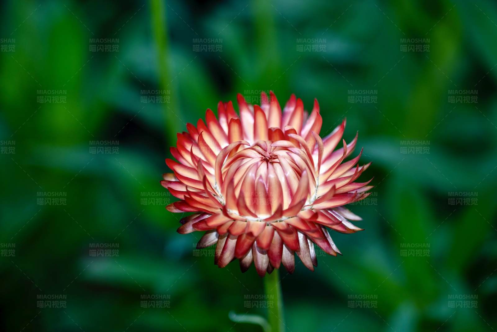 红花绽放 绿叶陪衬图片