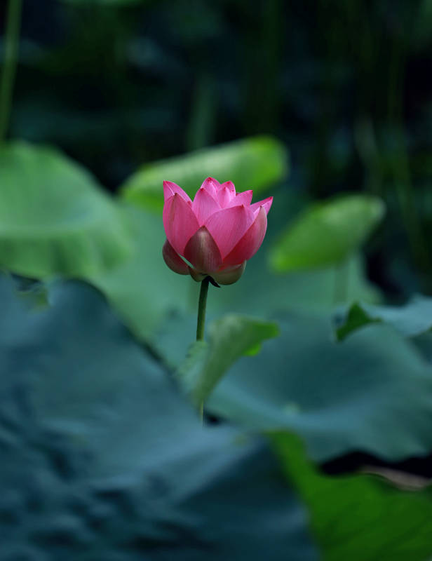 池塘中的粉红荷花图片