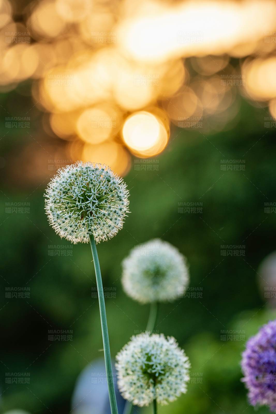 夕阳下的圆舞曲图片