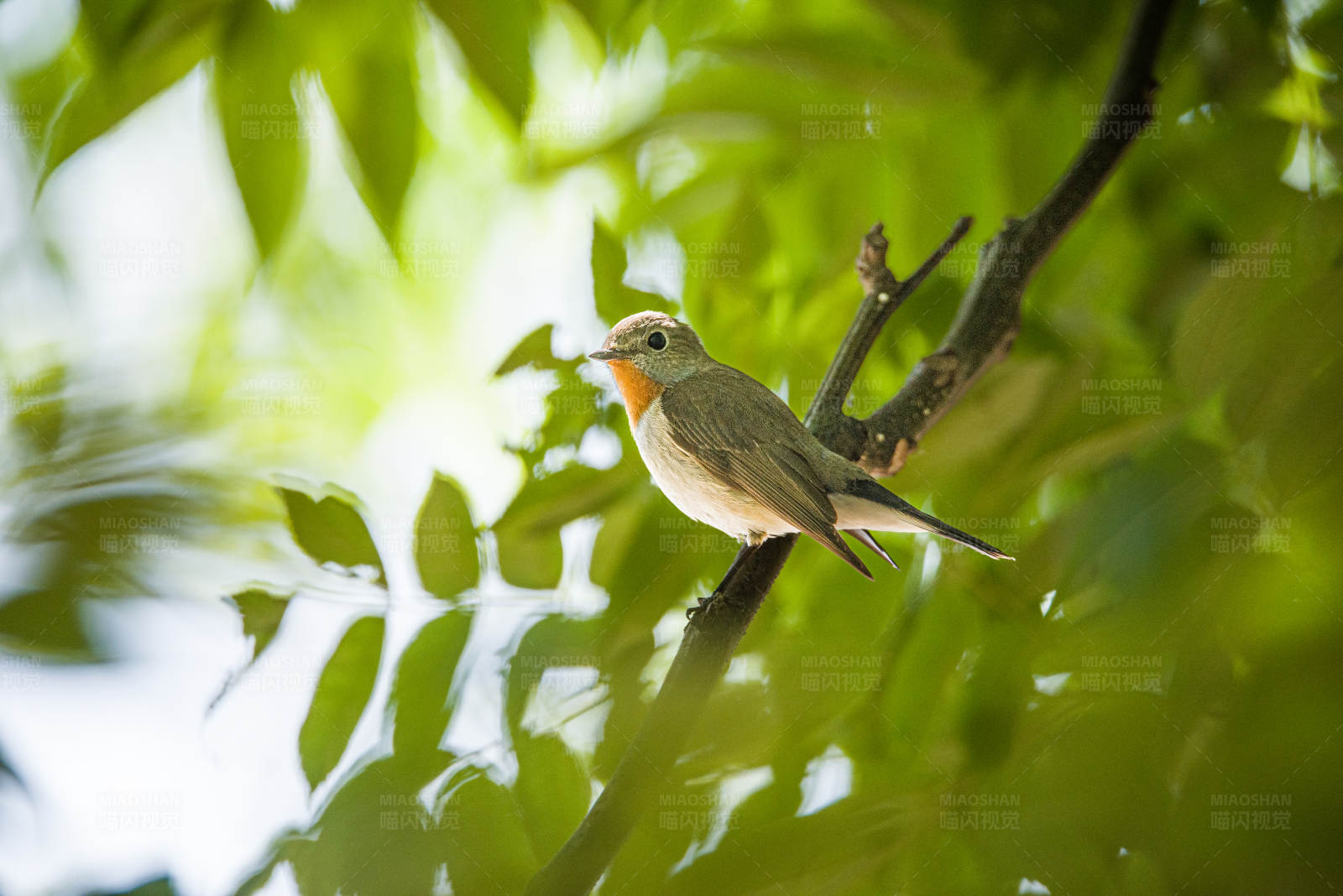 小鸟栖息在绿叶间图片