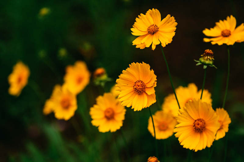 金黄色的花朵在风中摇曳图片