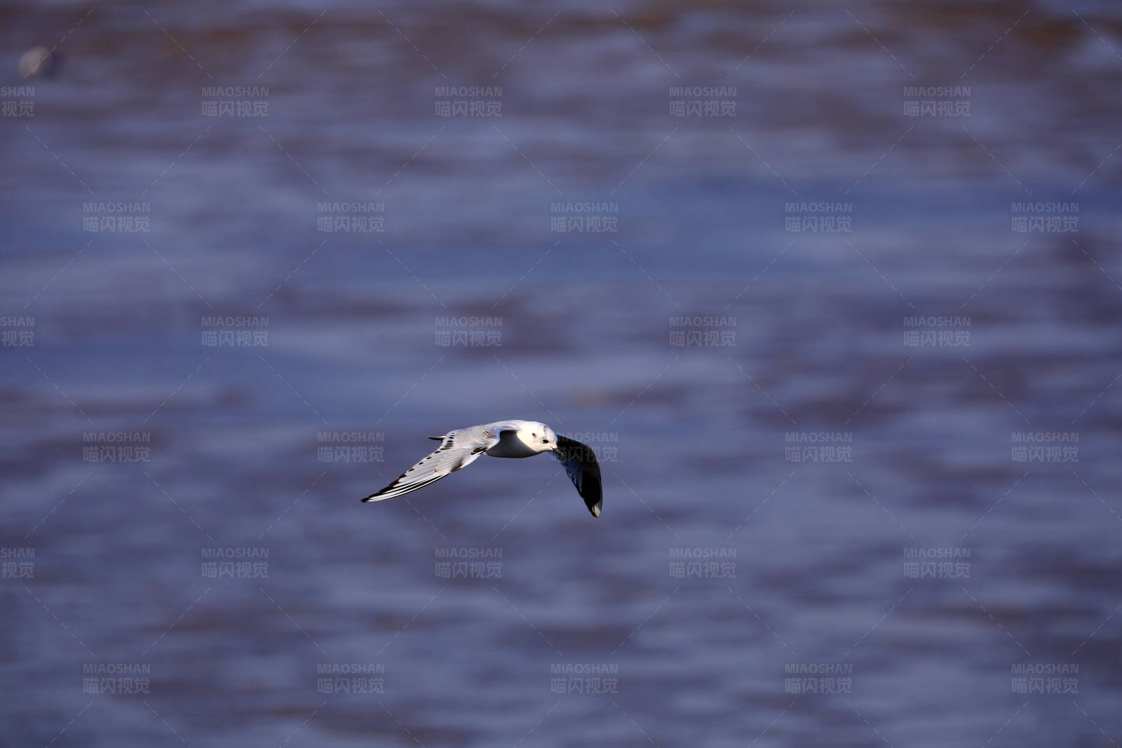 海鸥翱翔图片