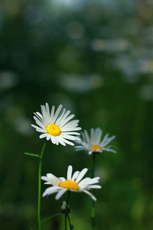 雏菊绽放 春意盎然图片