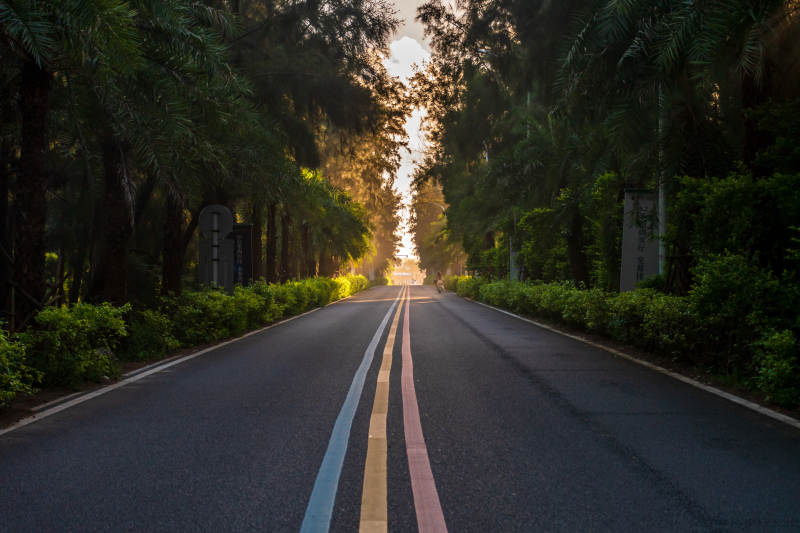 林荫大道晨曦图片