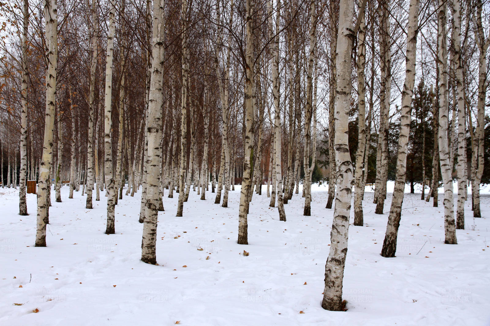 冬日白桦林图片