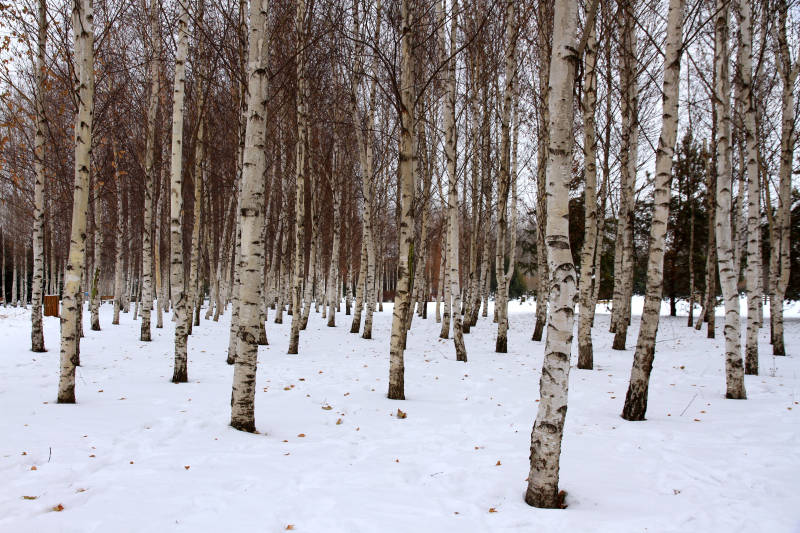 冬日白桦林图片