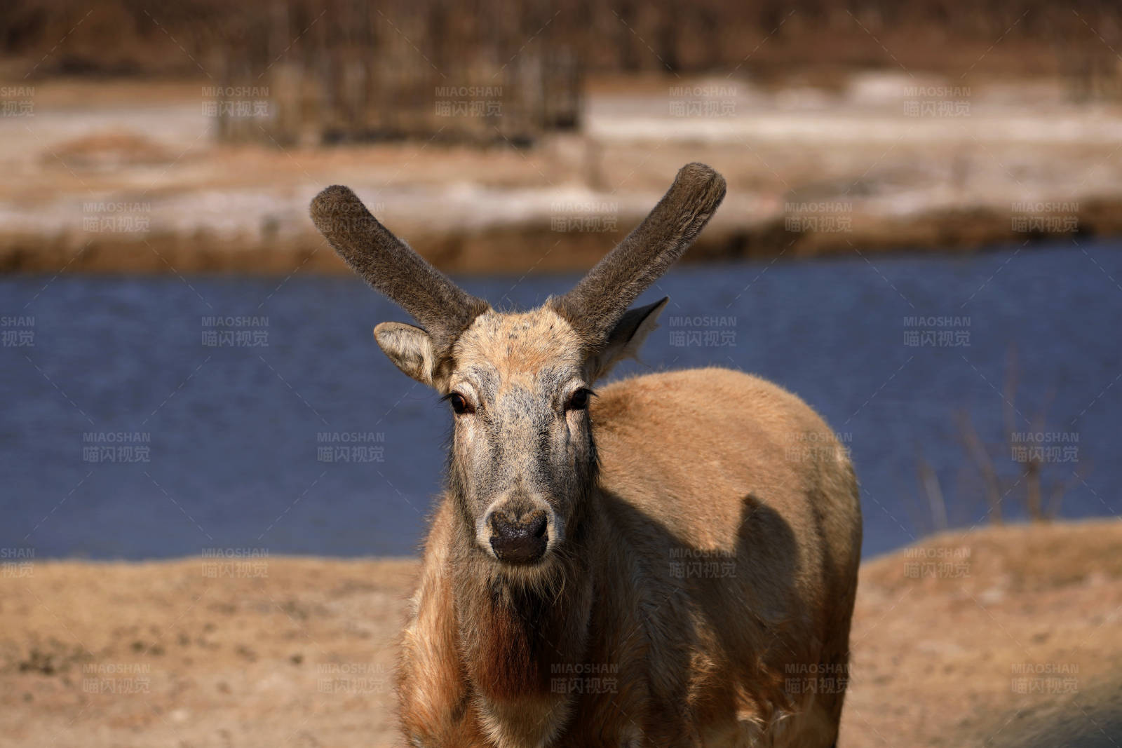 湖畔的麋鹿正面特写图片