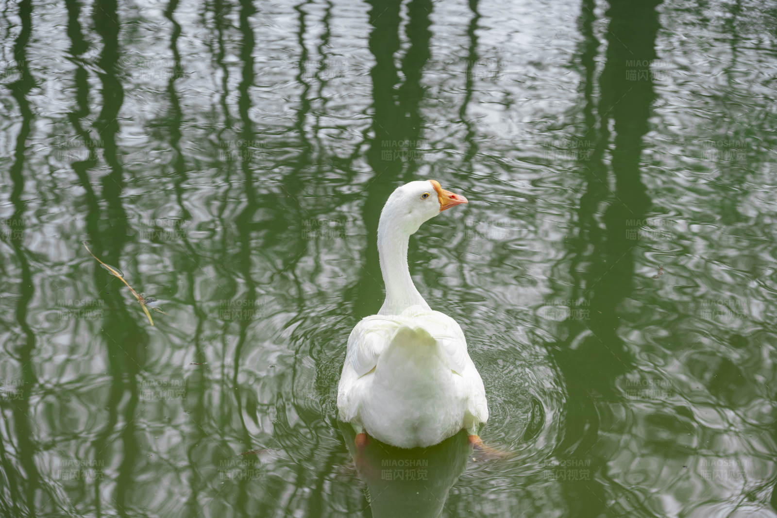湖中游弋的白鹅图片