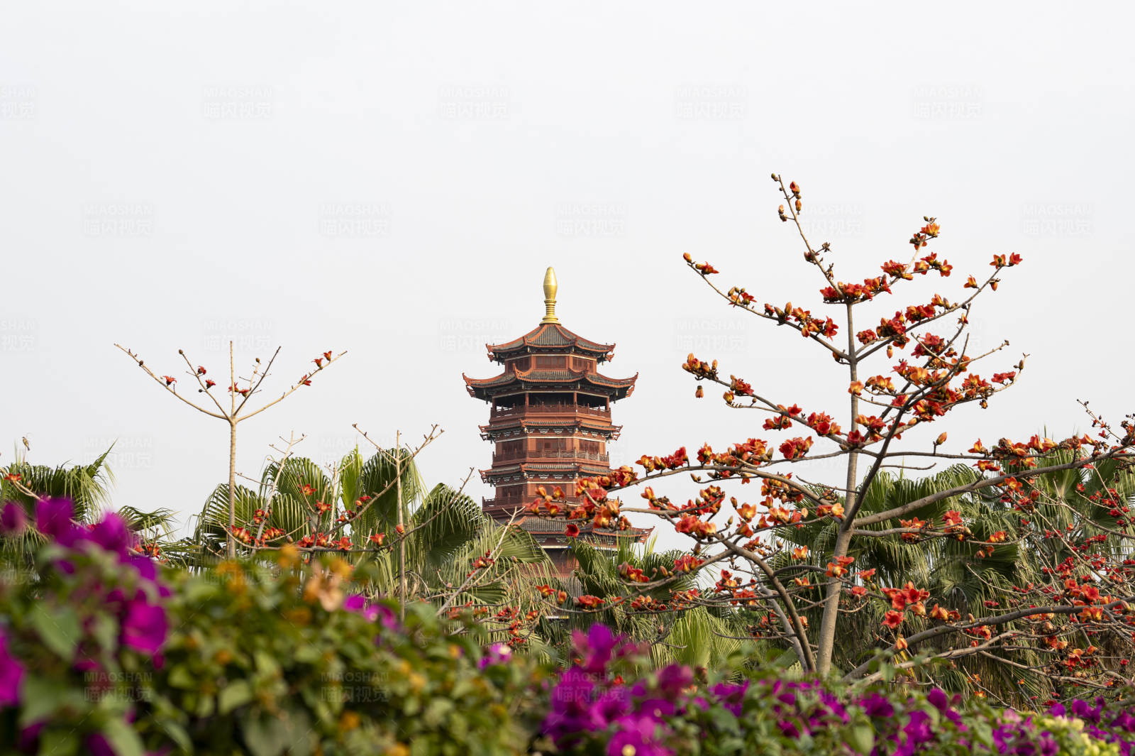 花开杏林阁塔前春意浓图片