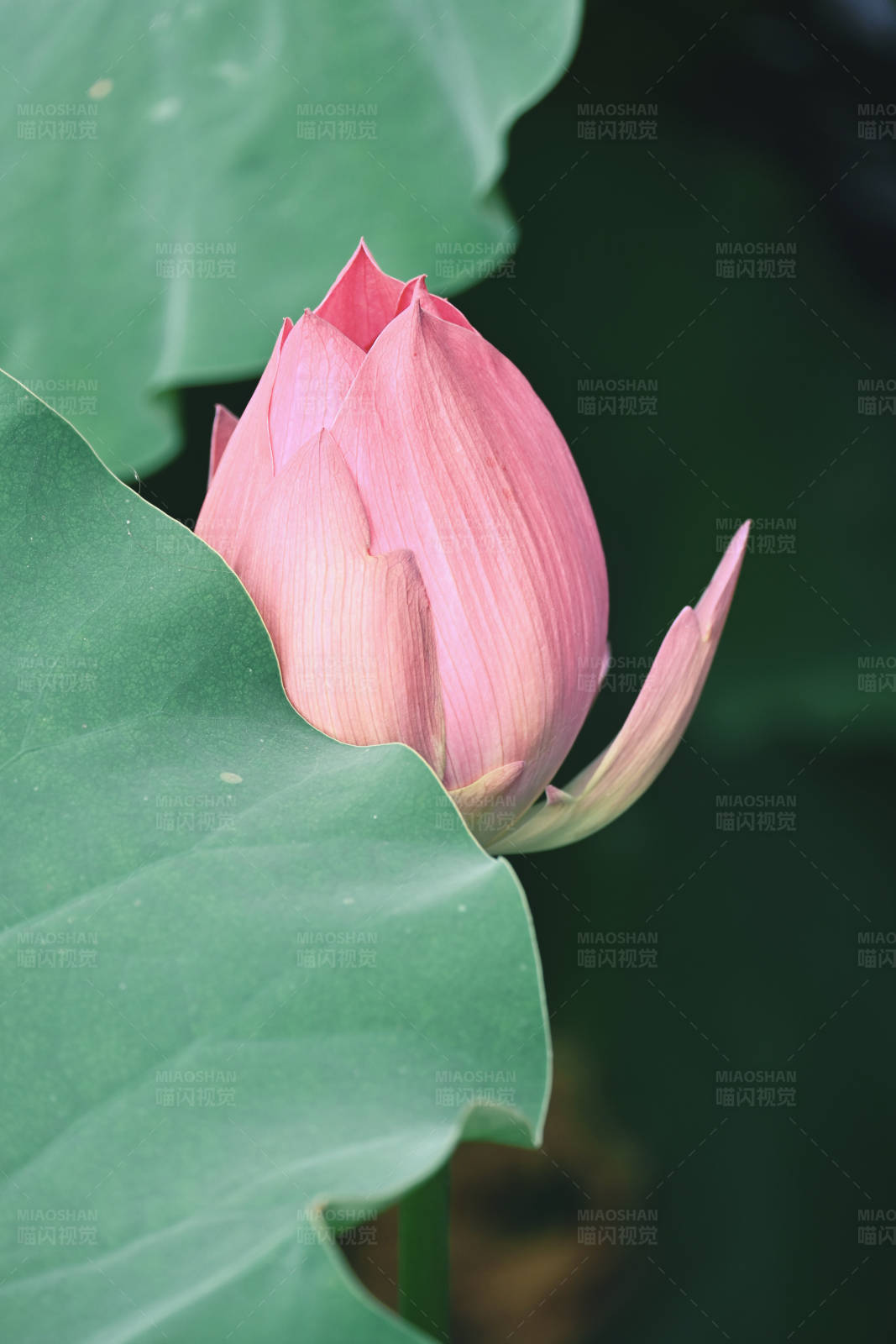 含苞待放的莲花图片