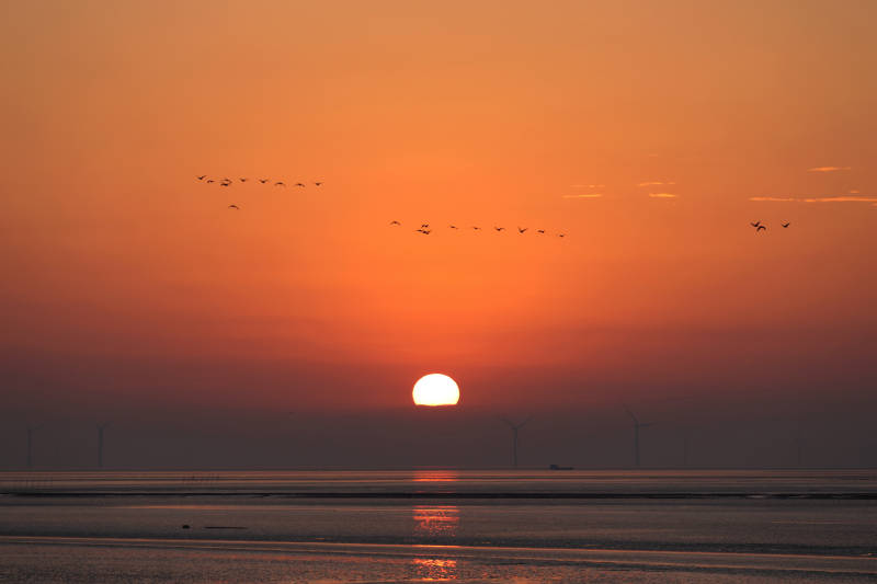 海上日出鸟群飞翔图片