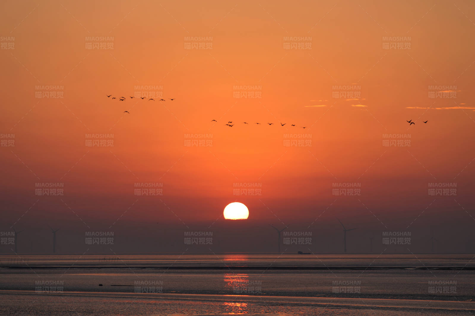 海上日出鸟群飞翔图片