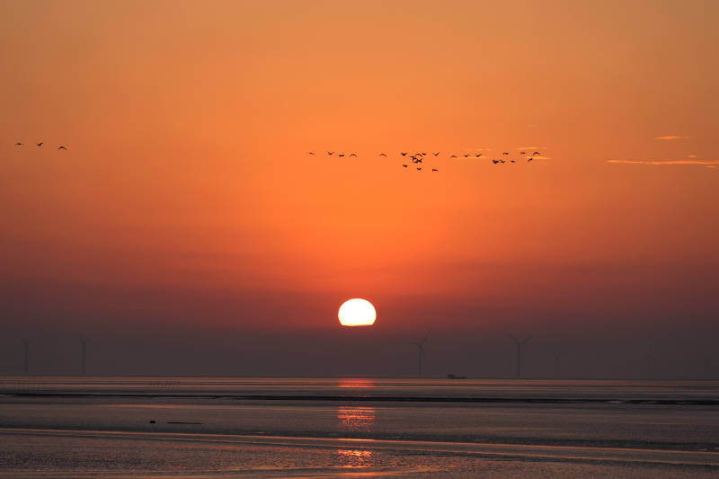 海上日出风车鸟群图片