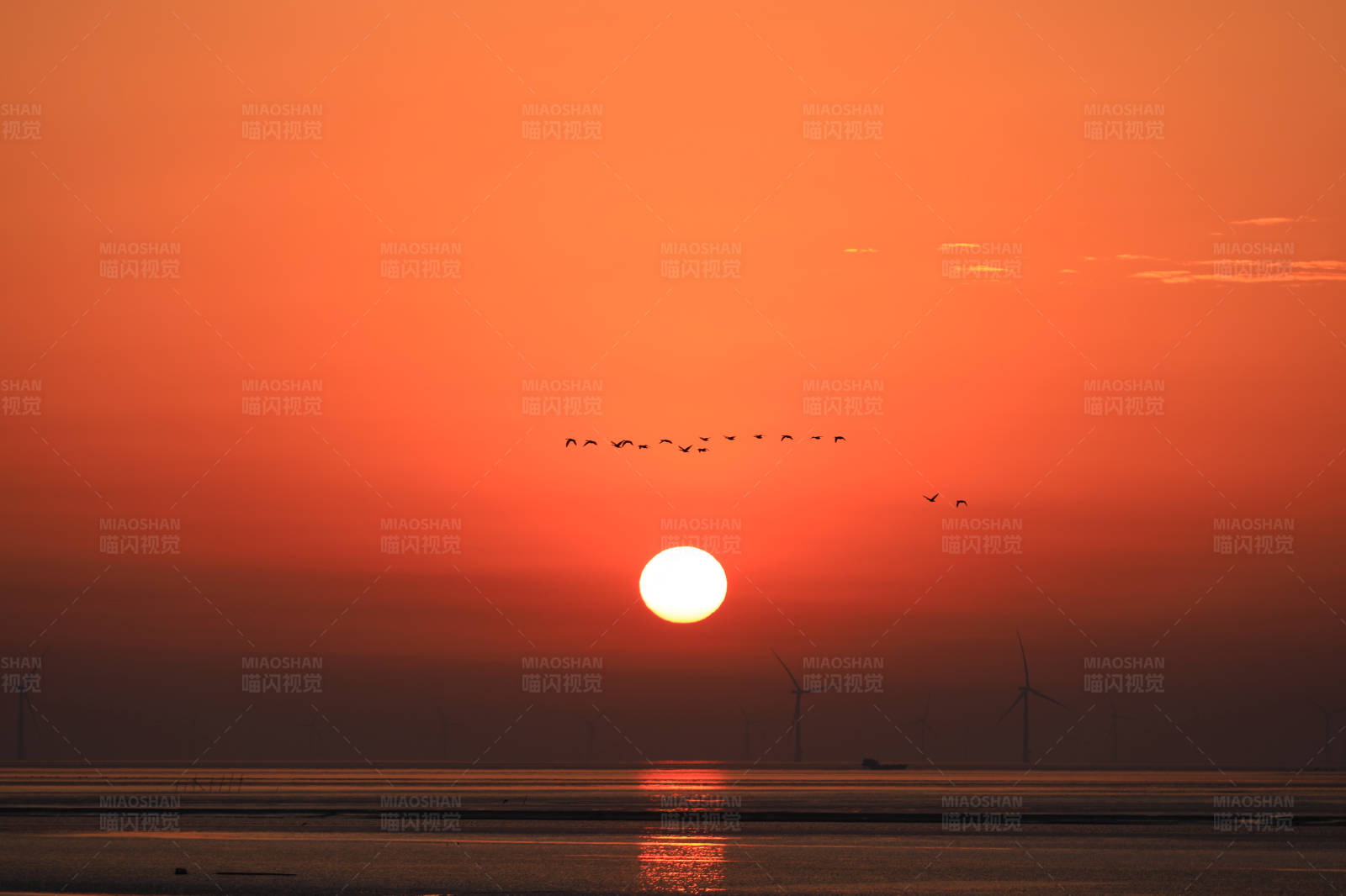 海上日出鸟群飞翔图片