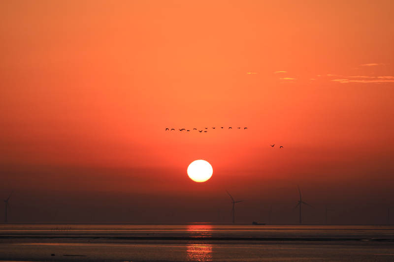 海上日出鸟群飞翔图片