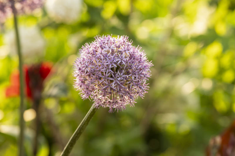 紫色圆球花图片