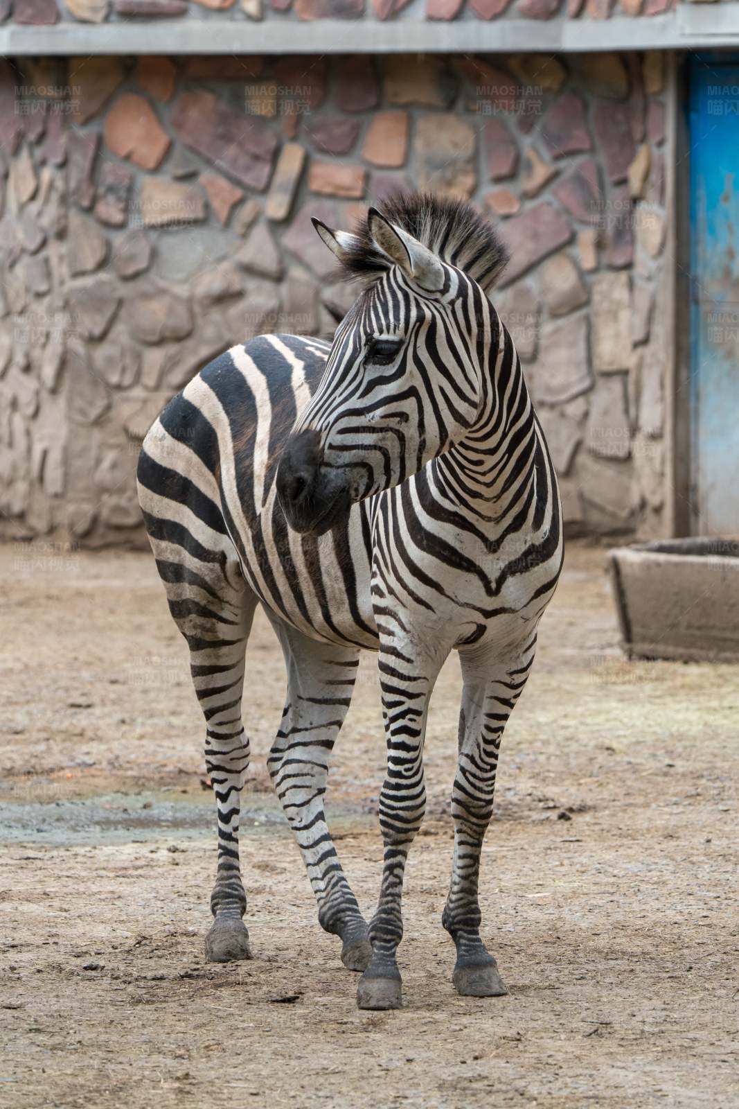 斑马站立在石墙前图片