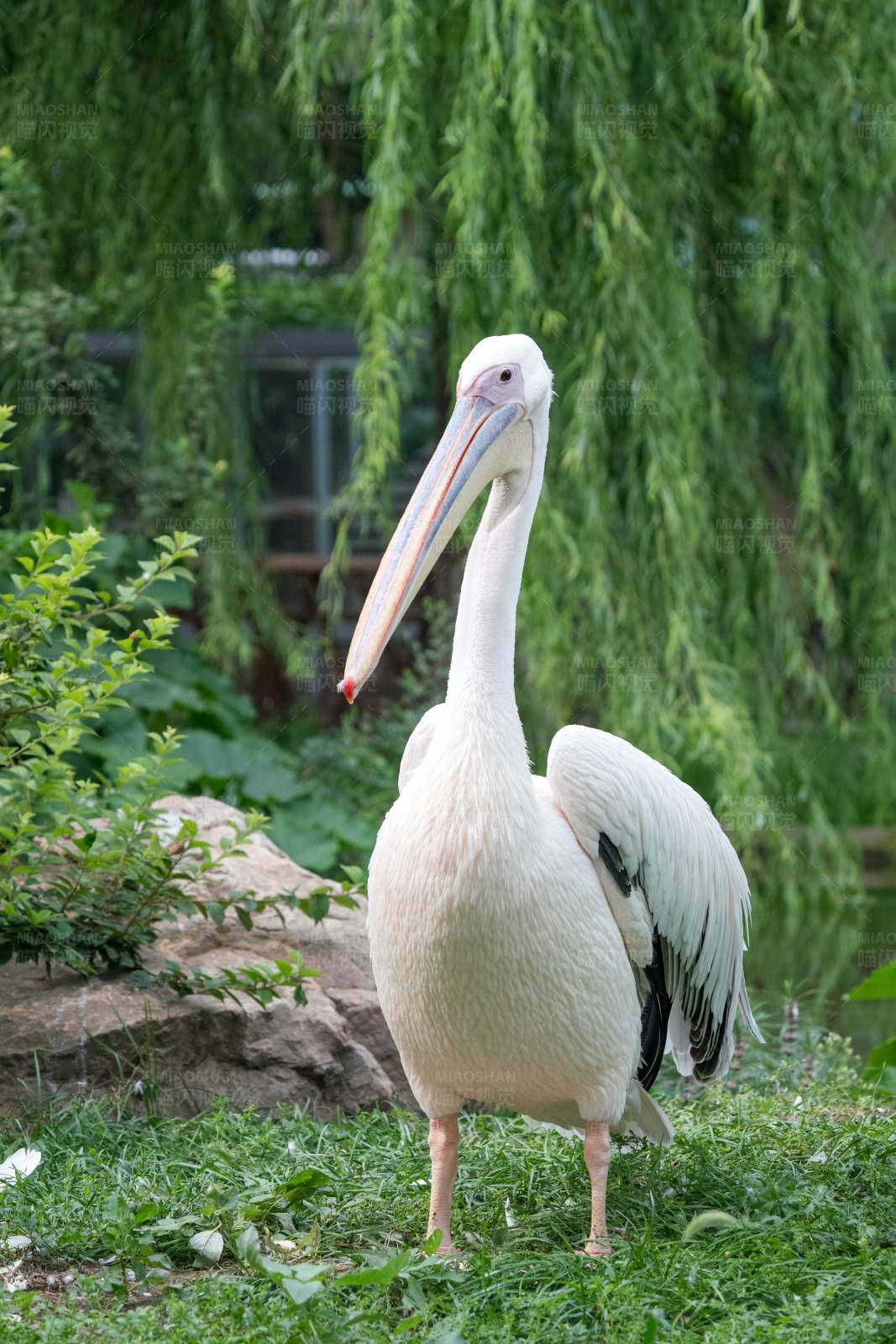 白鹈鹕的优雅姿态图片
