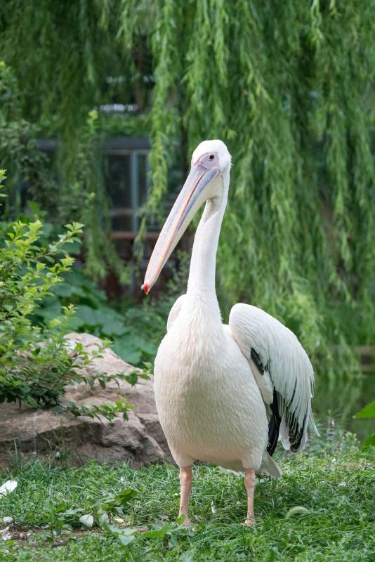 白鹈鹕的优雅姿态图片