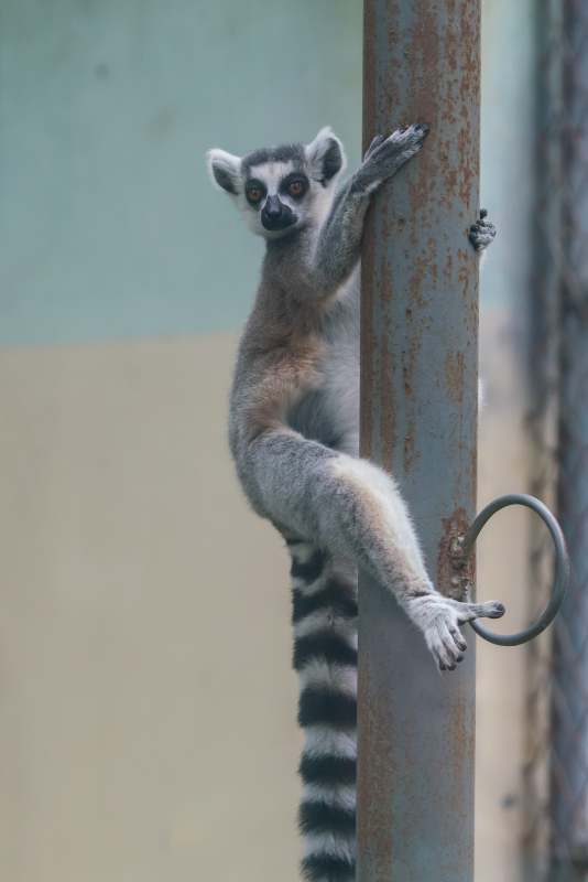 环尾狐猴攀爬瞬间图片