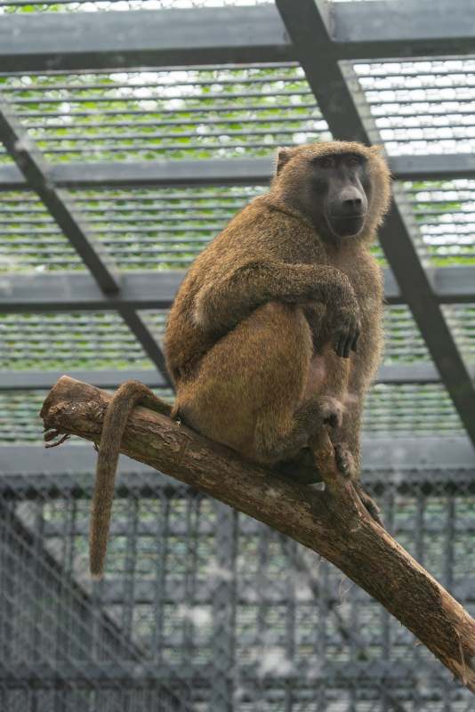 笼中沉思的狒狒图片