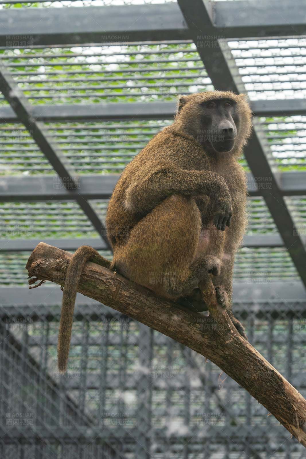 笼中沉思的狒狒图片