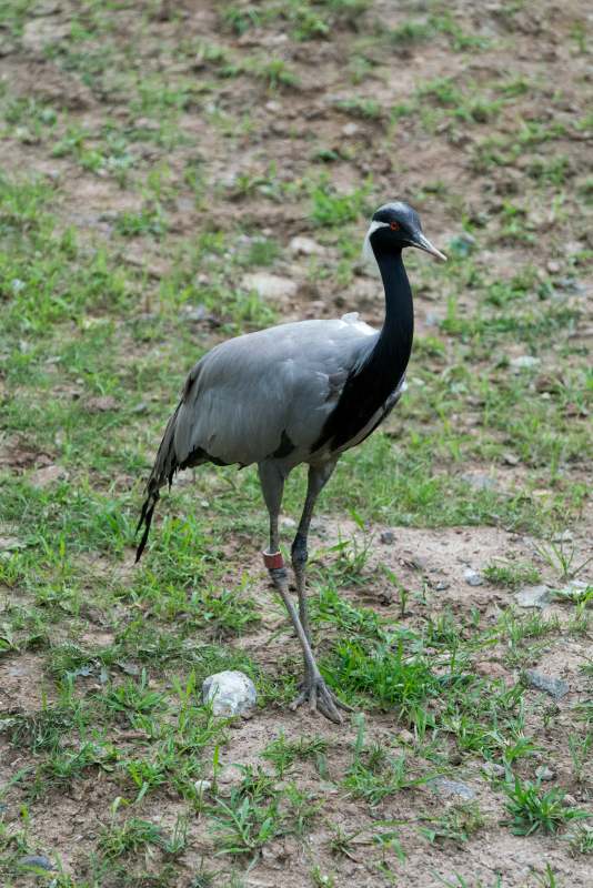 鹤立草间 宁静自得图片