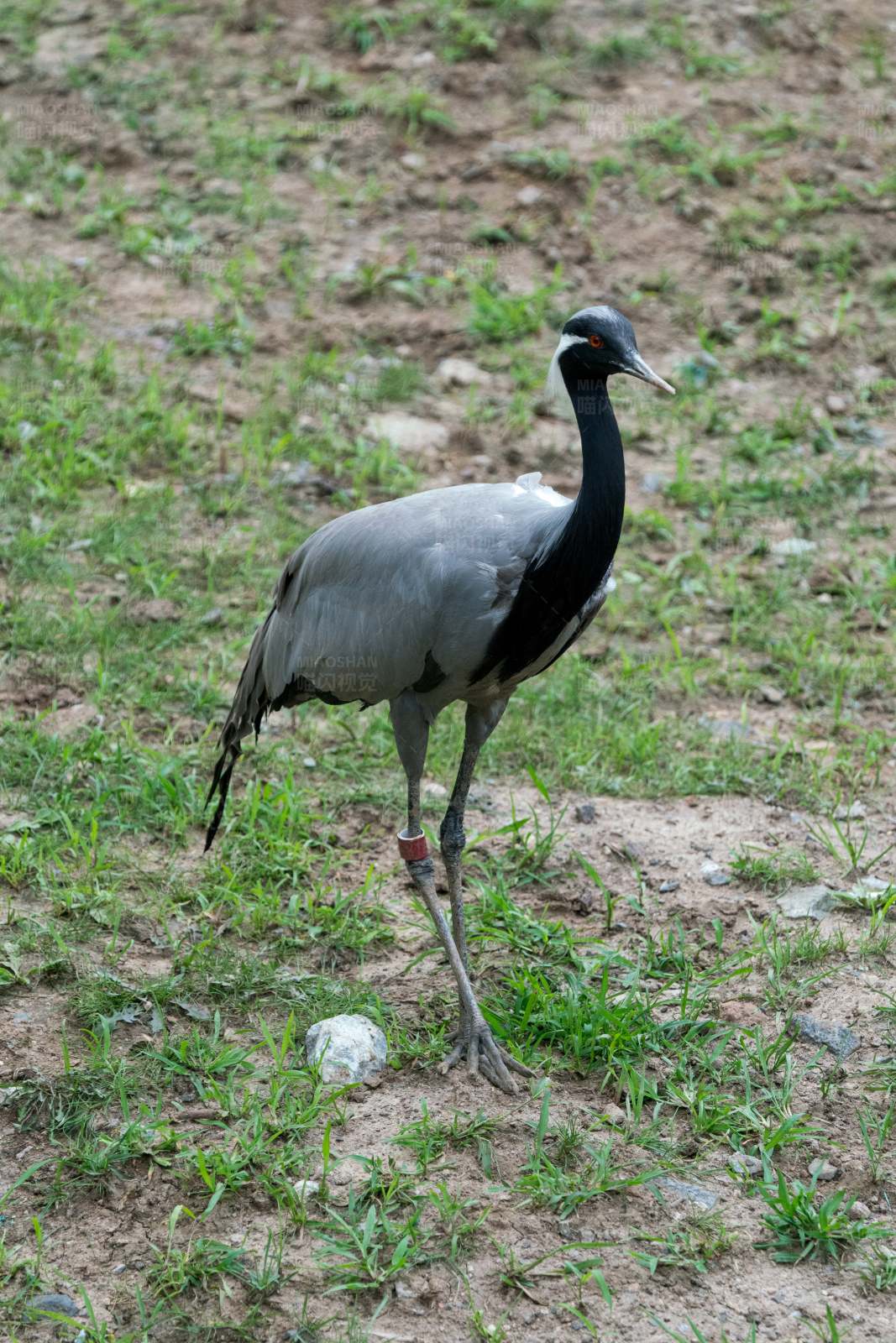 鹤立草间 宁静自得图片