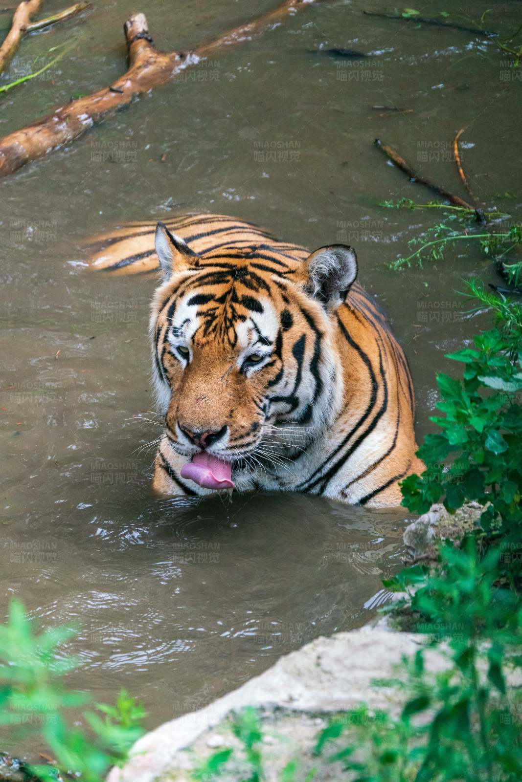 老虎水中舔唇图片