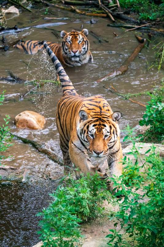 老虎水中漫步图片